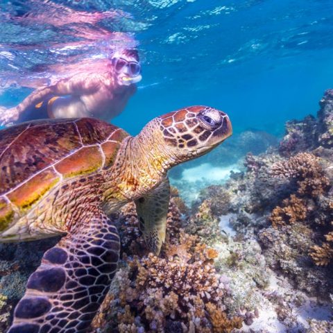 The Incredible Rowley Shoals, North Western Australia