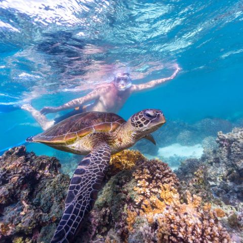 The Rowley Shoals, North Western Australia