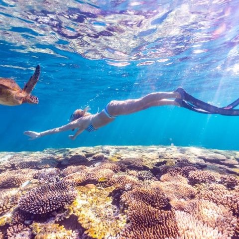 The Rowley Shoals, North Western Australia