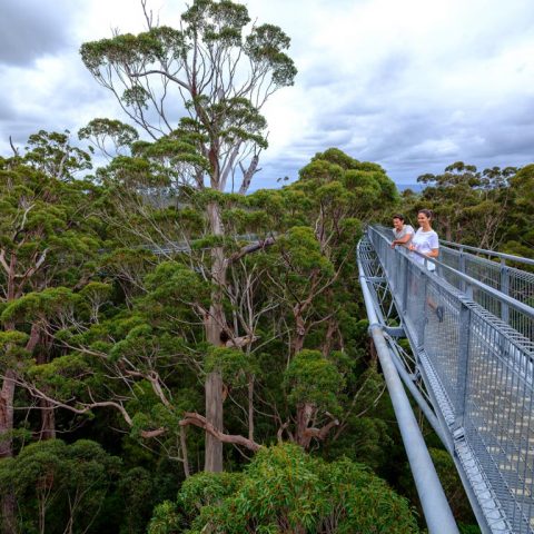 Valley Of The Giants, Tingledale, Western Australia