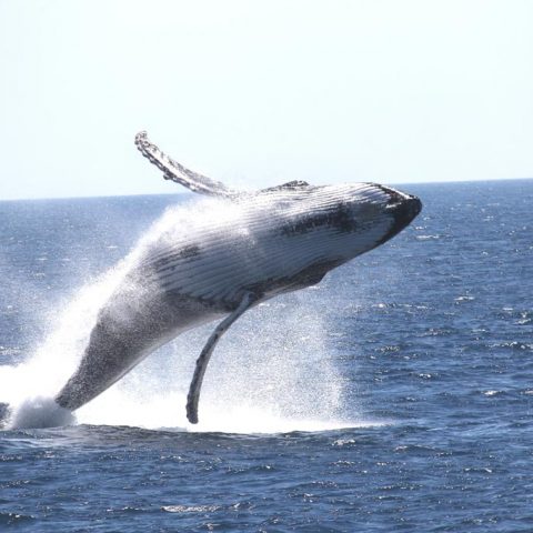 Whale Watching, Western Australia