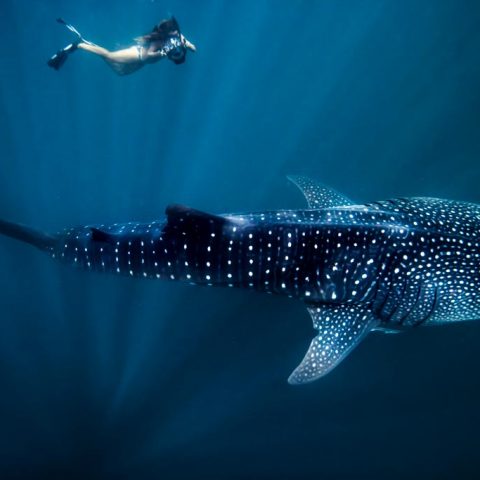 Ningaloo Reef Diving In Exmouth, Western Australia