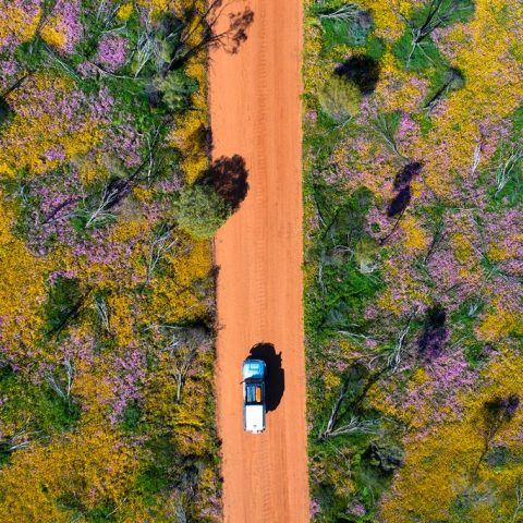 Wildflower Season, Western Australia