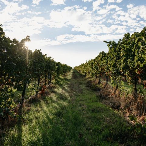 Margaret River Wine Region, Western Australia