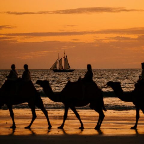 Camels At Sunset, Broome, North Western Australia