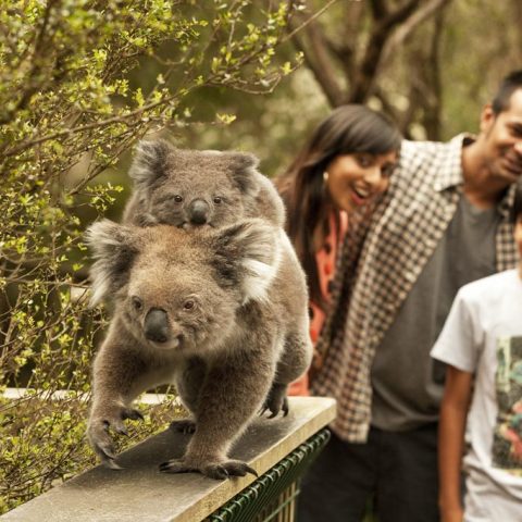 Koala Encounter, Victoria