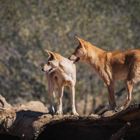 Wild Dingos In Alice Springs