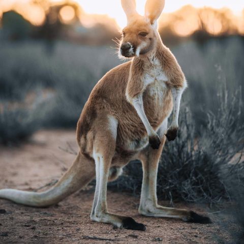 Wild Kangaroo