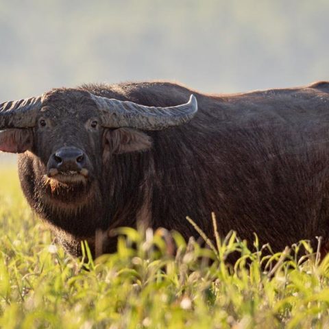 Wild Water Buffalo In Kakadu National Park