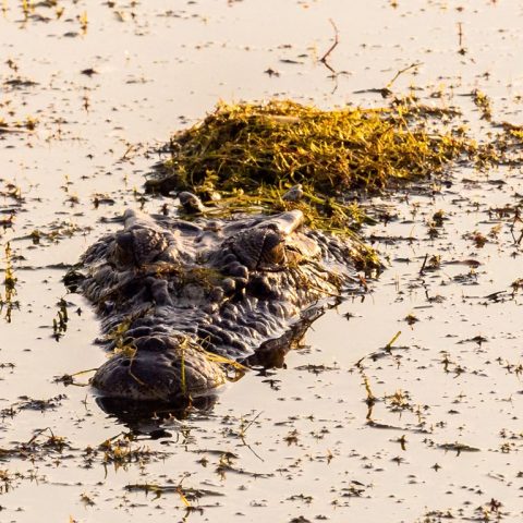 Wild Crocodile In Nitmiluk National Park