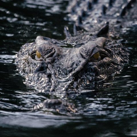 Wild Crocodile In Nitmiluk National Park