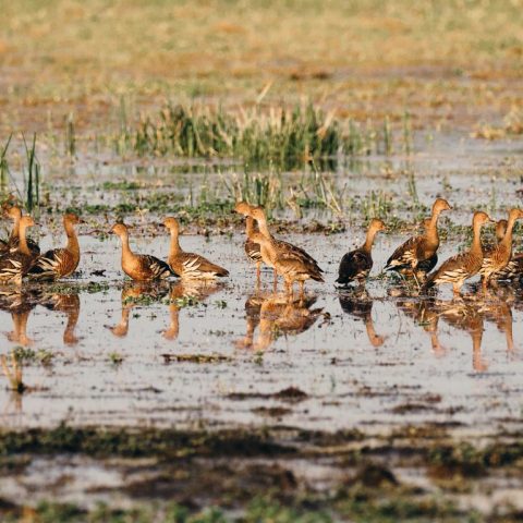 Wild Plume Whistling Ducks