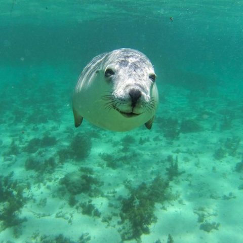 Sea Lion In Baird Bay