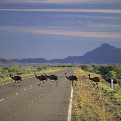 Emu Crossing