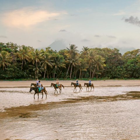 Horse Riding In Cape Tribulation