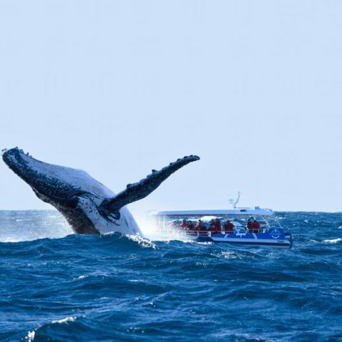 Whale Watching In Byron Bay, Northern New South Wales