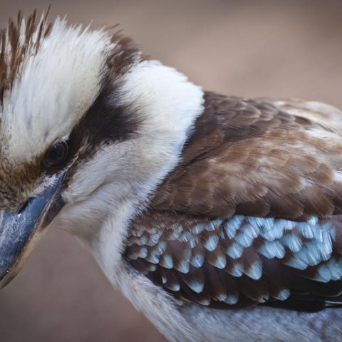 Kookaburra, New South Wales