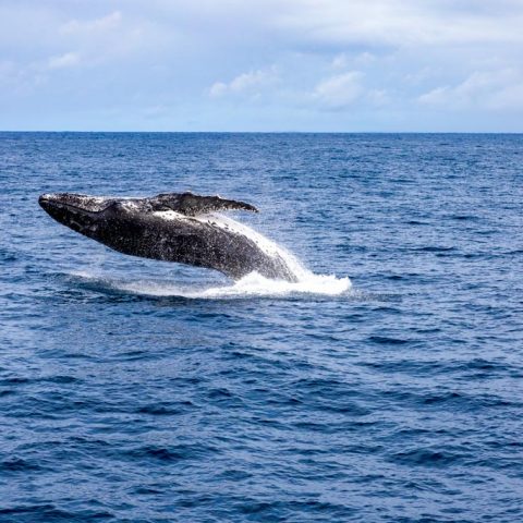 A Humpback Whale